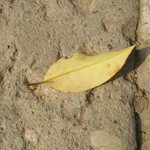 柳州莫菁囗交全套高清图片
